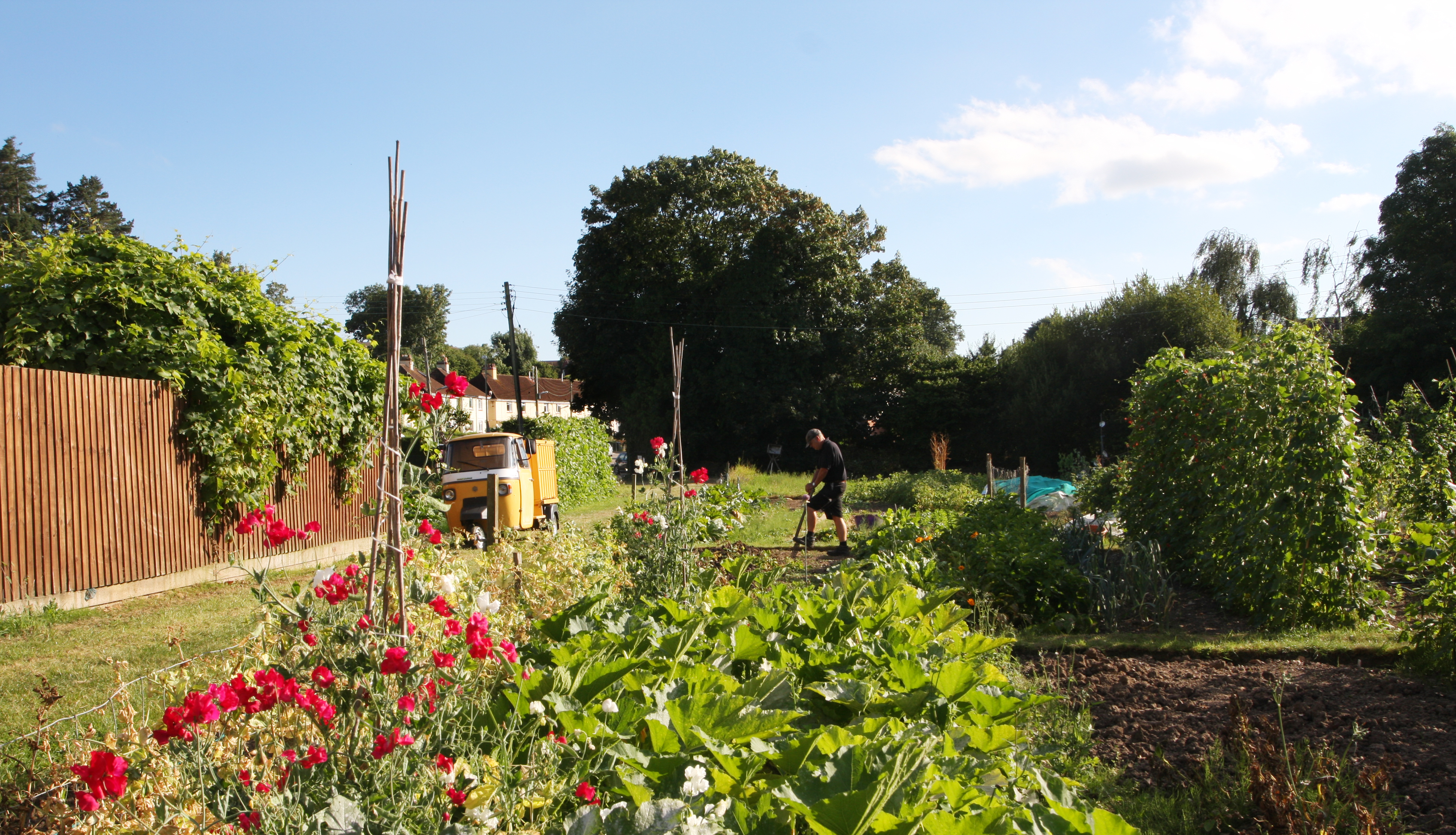 allotments 2.jpg